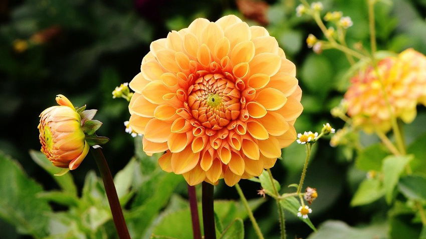 Frühlings-Upgrade: Wertvolle Tipps für deinen Garten