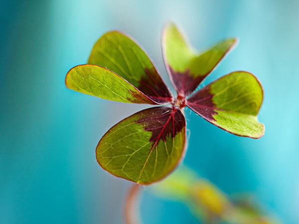 10 Schritte zum Glück