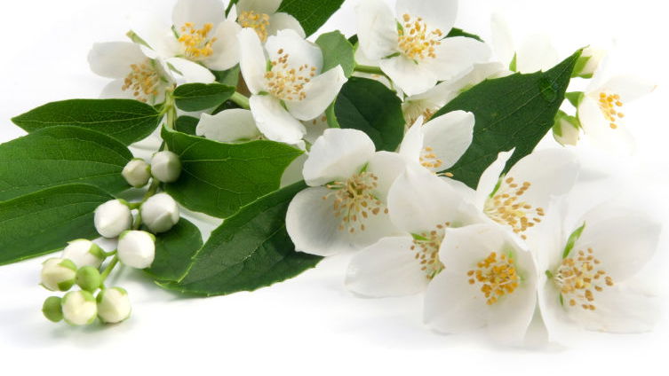 Jasmin