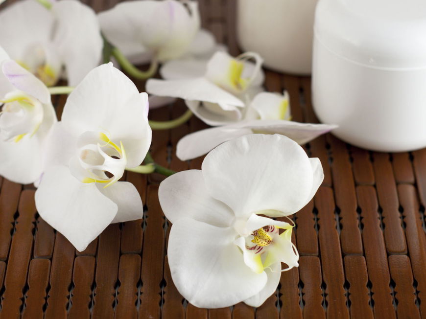 Orchidee - Das Überlebens-Wunder