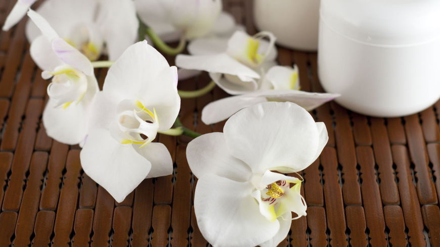 Orchidee - Das Überlebens-Wunder