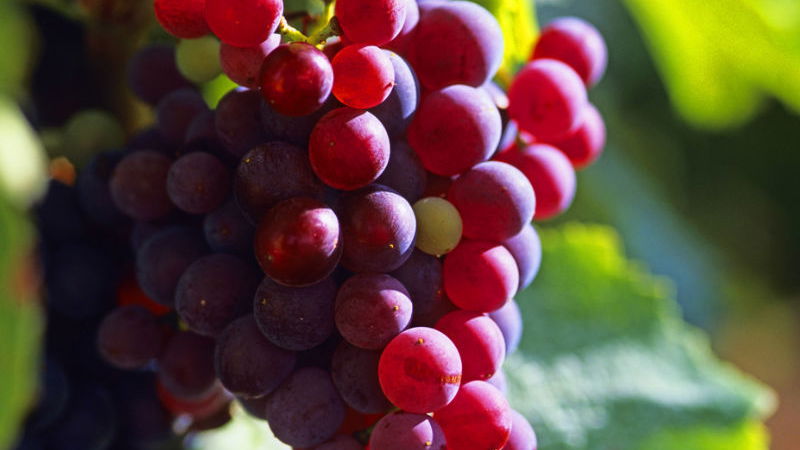 Vino-Kosmetik