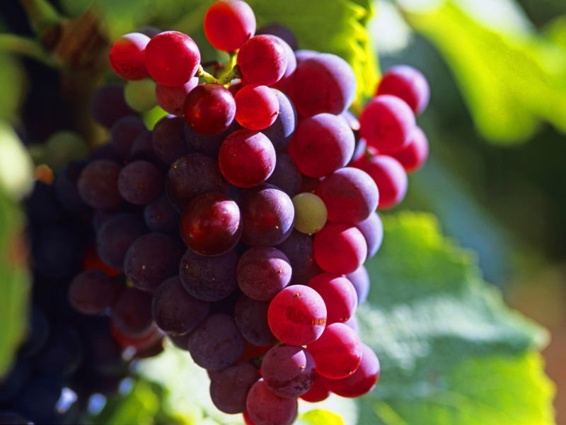 Vino-Kosmetik