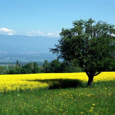 Baum, Wiese
