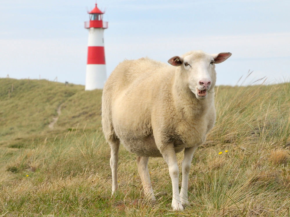 Föhr Schaf