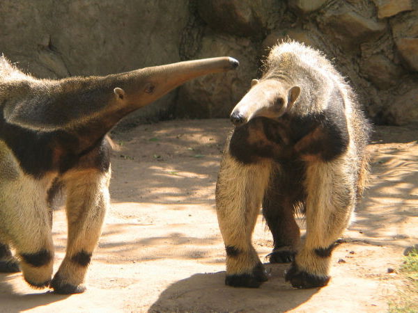 Tragischer Todesfall: Ameisenbär stirbt nach Sex im Kölner Zoo