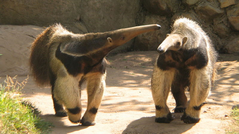 Tragischer Todesfall: Ameisenbär stirbt nach Sex im Kölner Zoo