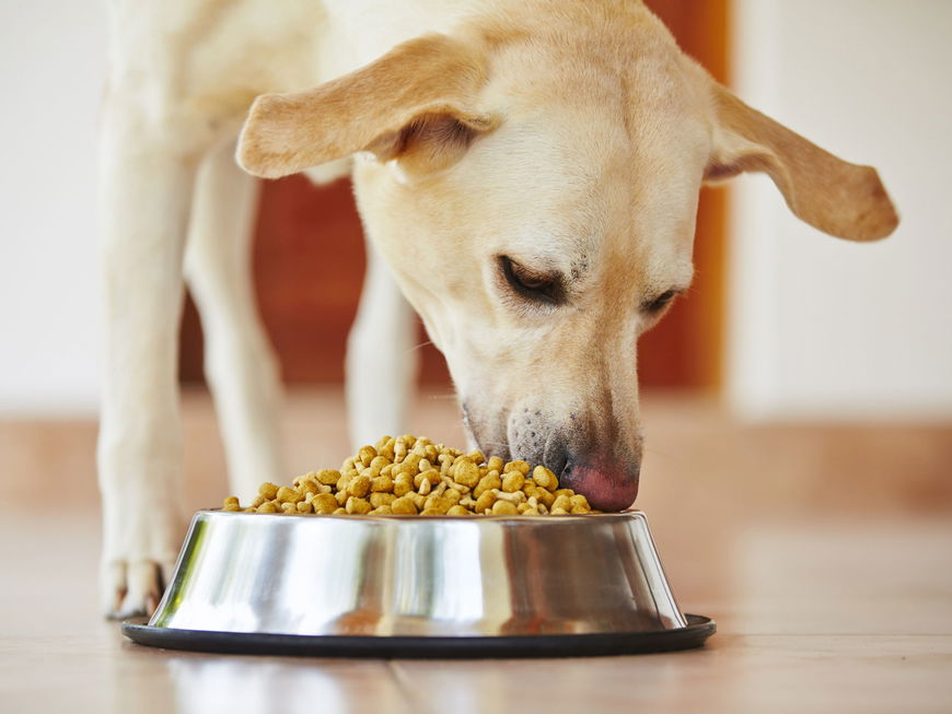 Giftige Hundesnacks: Großer Rückruf bei Fressnapf