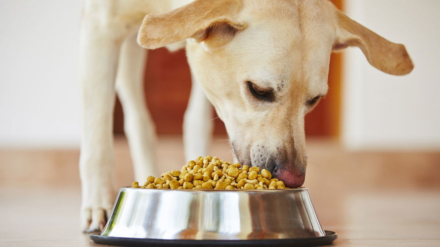Giftige Hundesnacks: Großer Rückruf bei Fressnapf