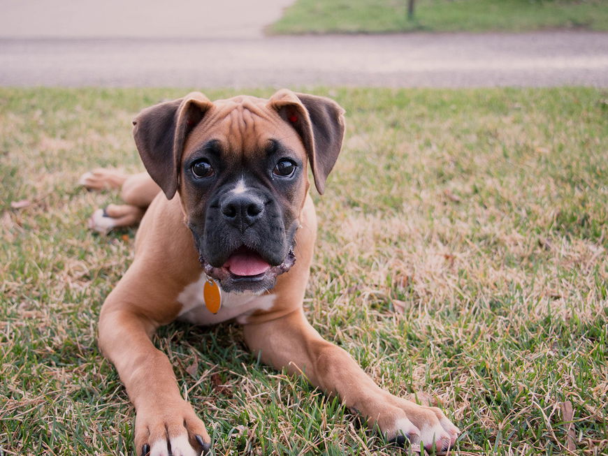 Kleiner Kämpfer: Ausgesetzter Boxer Welpe findet selbst ins Tierheim