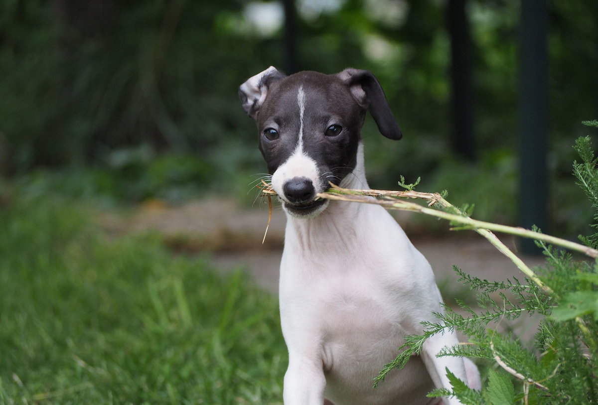 Greyhound Hunderasse