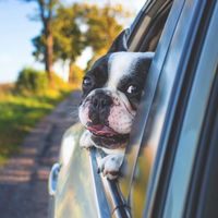 Darum hält dein Hund beim Autofahren seinen Kopf aus dem Fenster