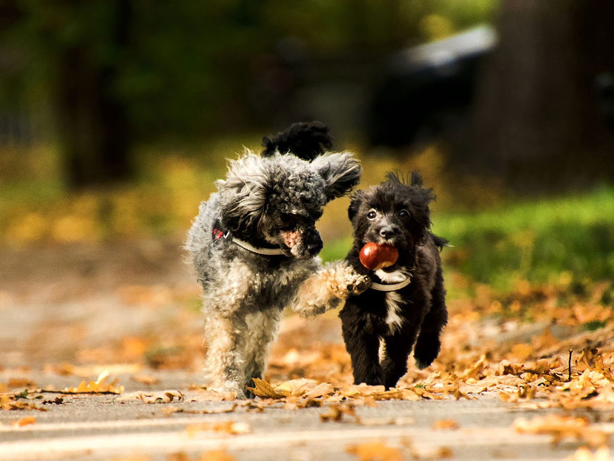 Darum sollte dein Hund NIEMALS Kastanien fressen