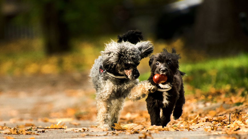 Vorsicht! Darum sollten Hunde nicht mit Kastanien spielen