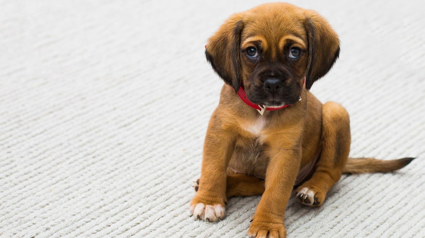 Das bricht unserem Hund das Herz