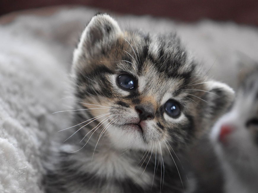 Darum sollten wir UNBEDINGT eine Katze halten