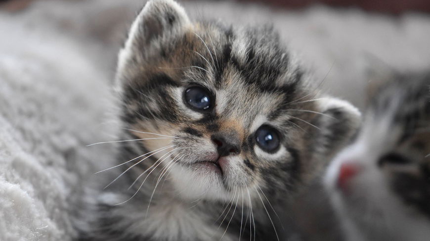 Darum ist das Schnurren der Katze tierisch gut für unsere Gesundheit