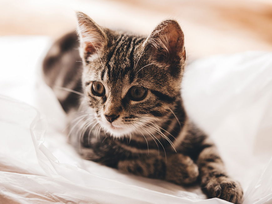 Darum sind Katzen so wasserscheu