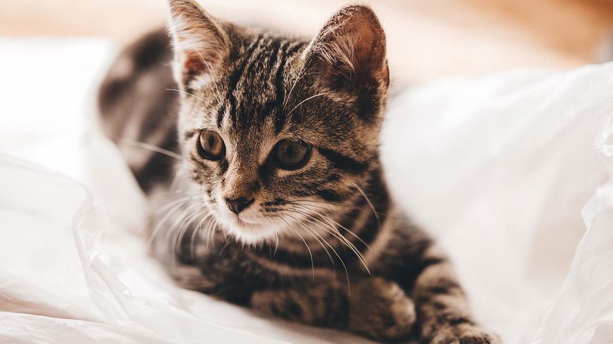 Darum sind Katzen so wasserscheu