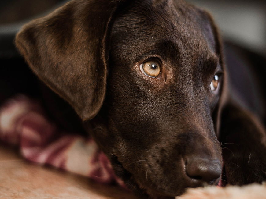 Darum sollten wir unserem Hund NIEMALS in die Augen schauen
