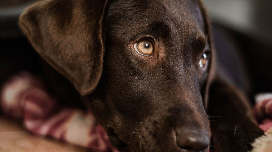Darum sollten wir unserem Hund niemals in die Augen schauen