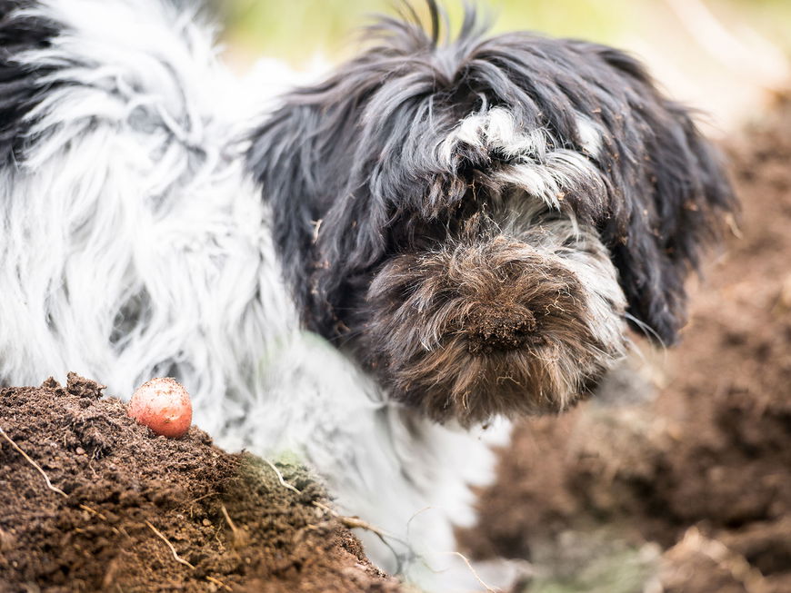 Darum buddeln Hunde
