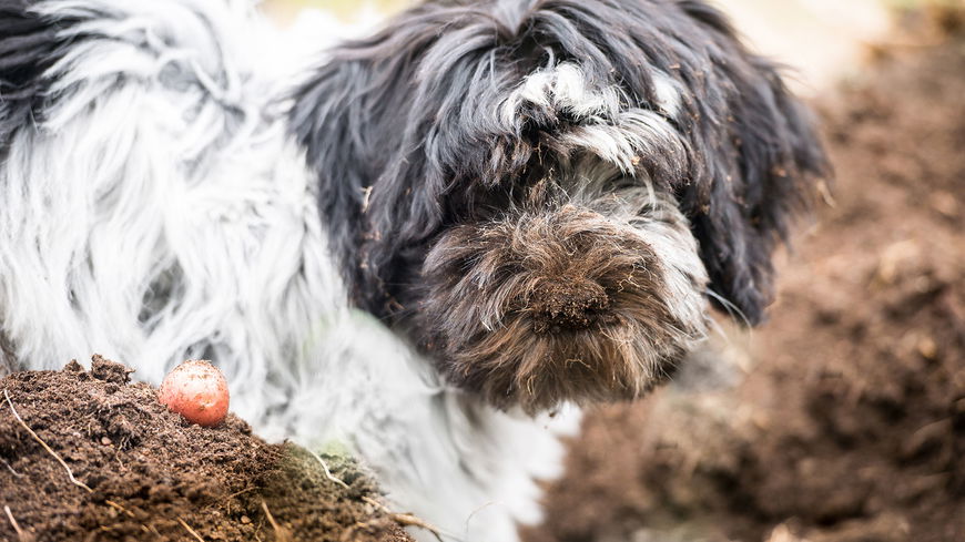 Darum buddeln Hunde
