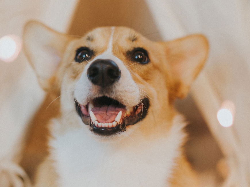 Können Hunde lachen?