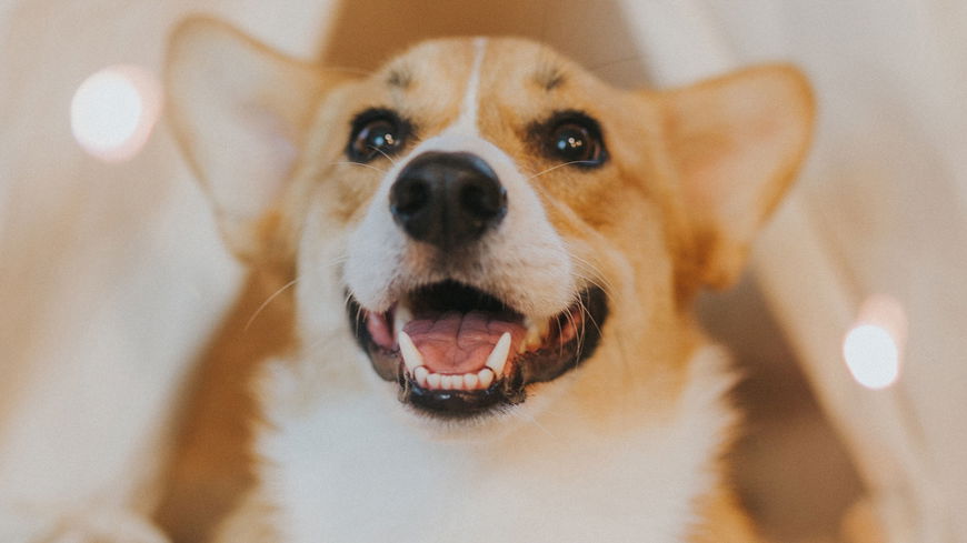 Können Hunde lachen?