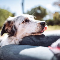 Darum schnüffeln Hunde am Intimbereich