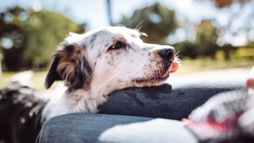 Darum schnüffeln Hunde am Intimbereich