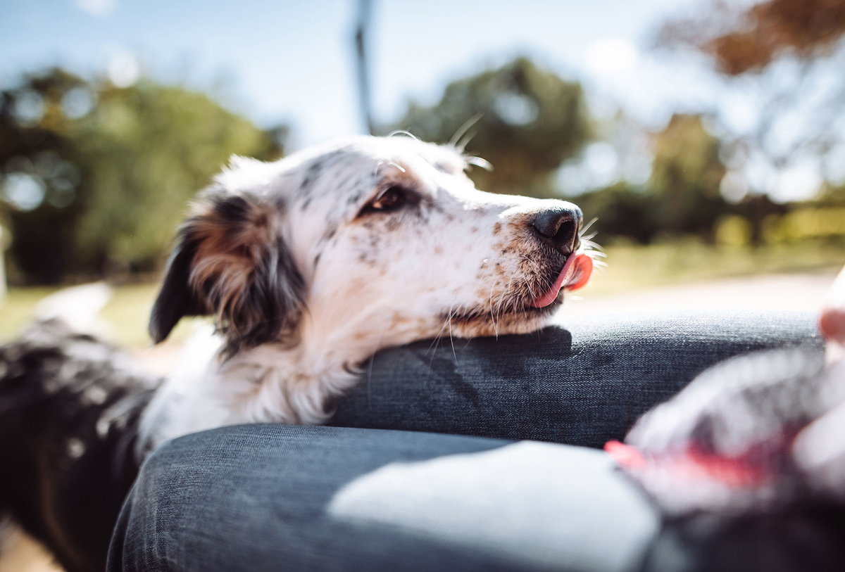 Hunde haben eine feine Nase und einen ganz ausgeprägten Geruchssinn und riechen besser als wir Menschen.