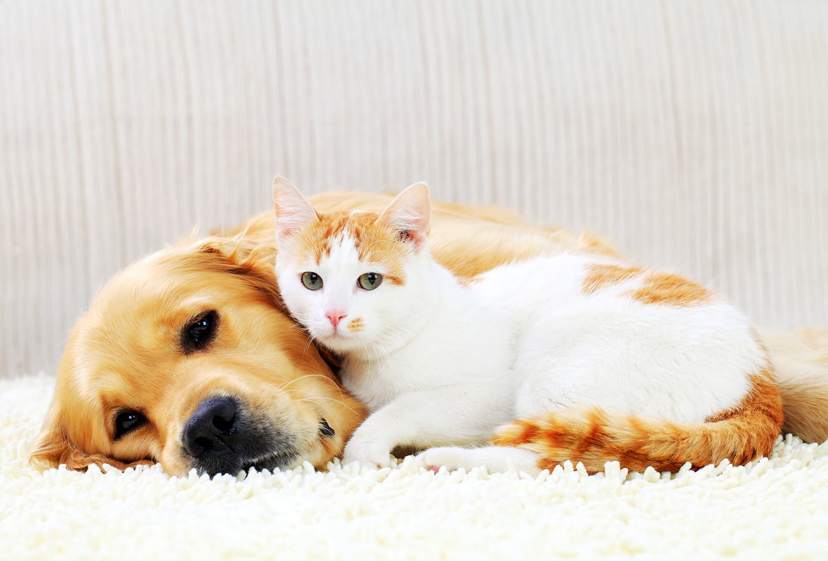 Noch so ein seltsames Verhalten bei Tieren: Darum drücken Hunde und Katzen ihren Kopf gegen die Wand .