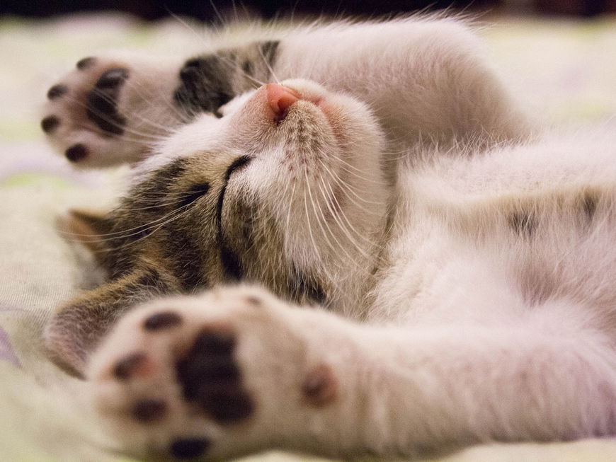 Darum schnurren Katzen wirklich und DAS hat es zu bedeuten