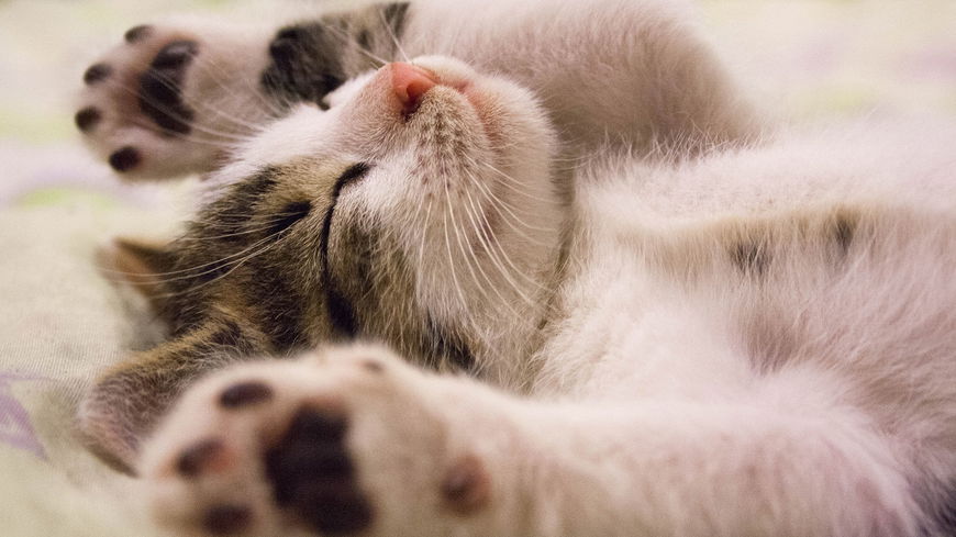 DAS bedeutet es wirklich, wenn Katzen schnurren