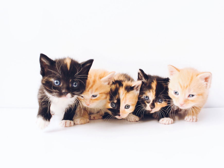 DAS sind die schönsten Katzennamen