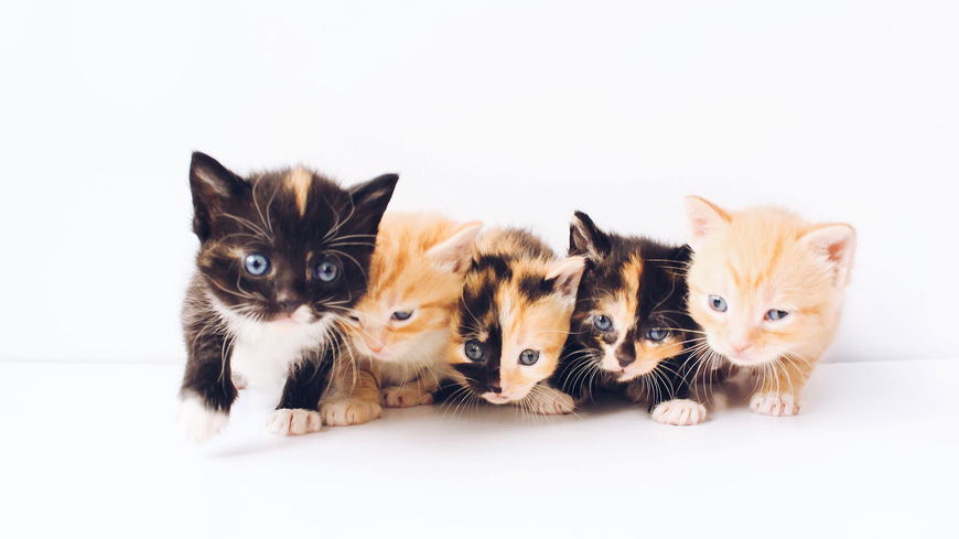 Das sind die schönsten Katzennamen