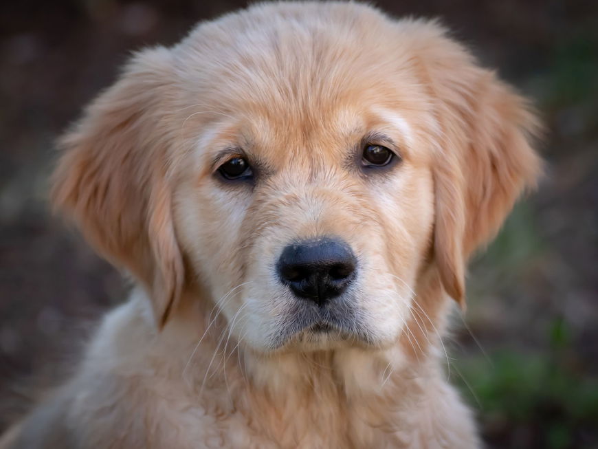 DAS mögen Hunde nicht an Menschen