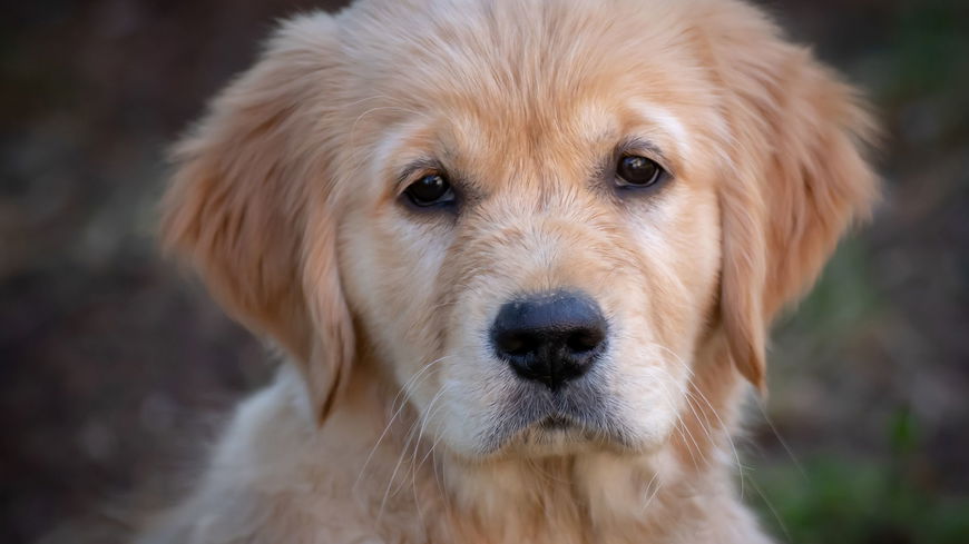 Diese Dinge mögen Hunde nicht an Menschen