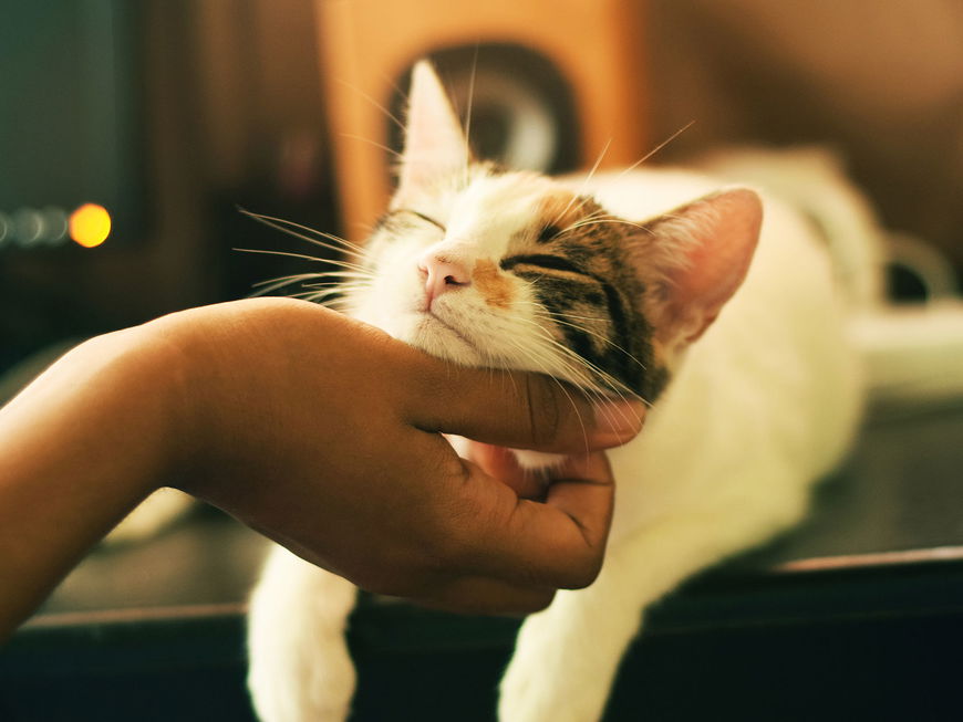Daran erkennen wir, ob unsere Katze glücklich ist