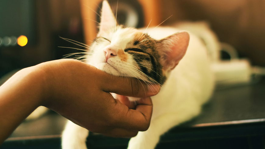 Daran erkennen wir, ob unsere Katze glücklich ist