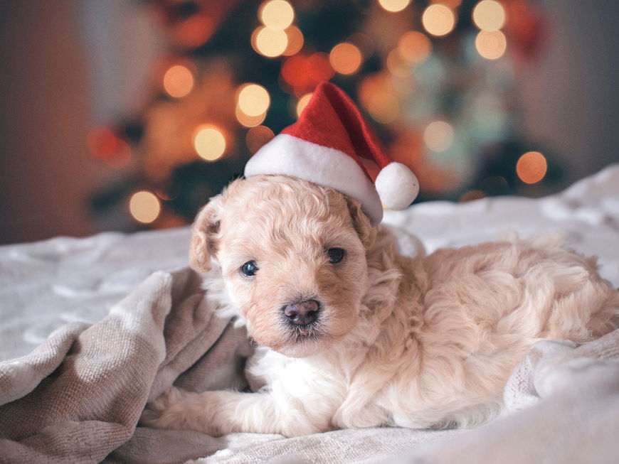 4 Gründe, warum Weihnachten für Hunde so gefährlich ist