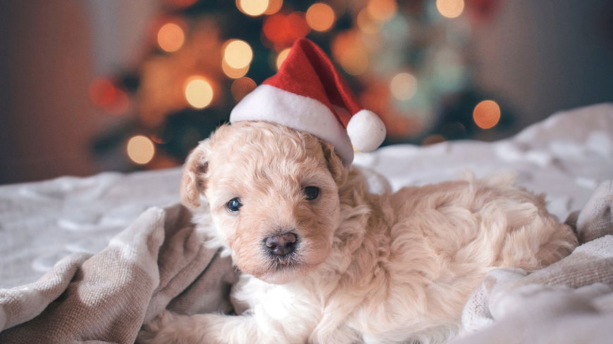 4 Gründe, warum Weihnachten für Hunde so gefährlich ist