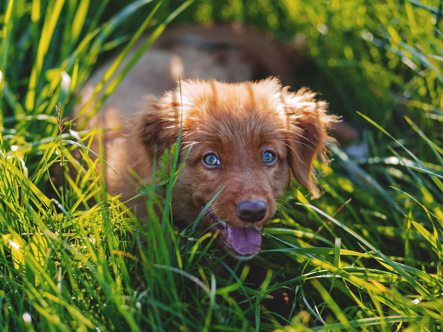 4 Gründe, warum Hunde Gras fressen