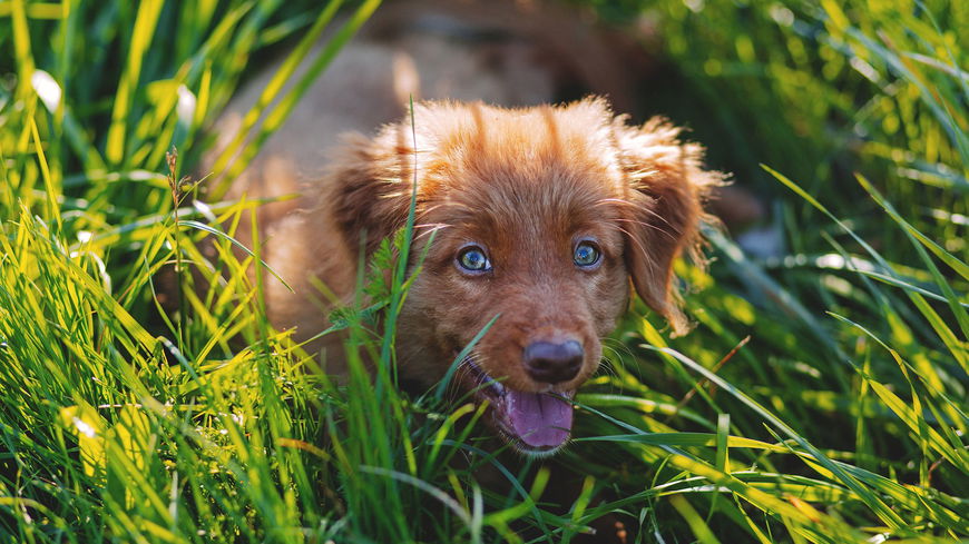 4 Gründe, warum Hunde Gras fressen