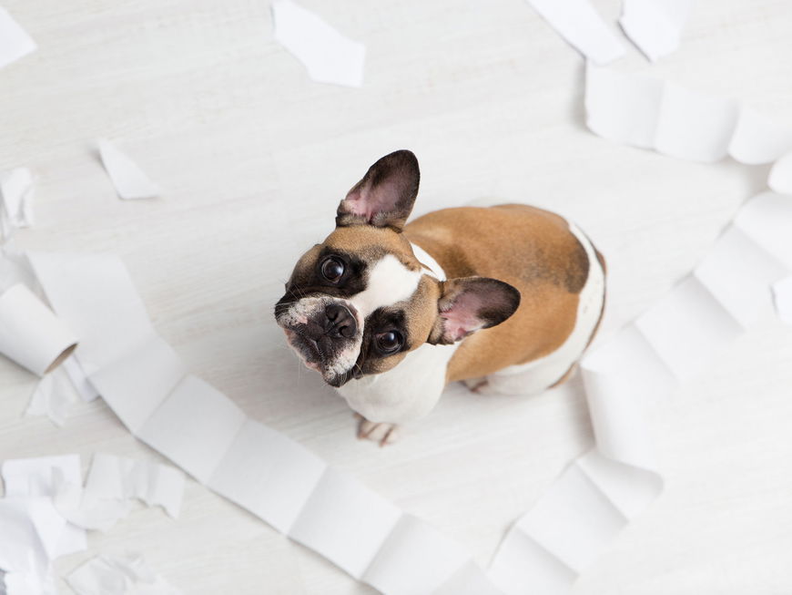 Darum zerstören Hunde so gerne Papier und Taschentücher