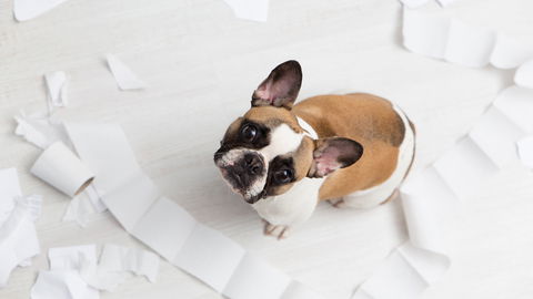 Darum zerstören Hunde so gerne Papier und Taschentücher