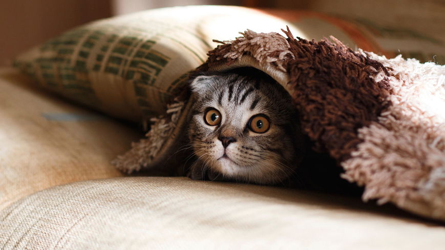 Aus diesem Grund miauen Katzen nur bei uns Menschen