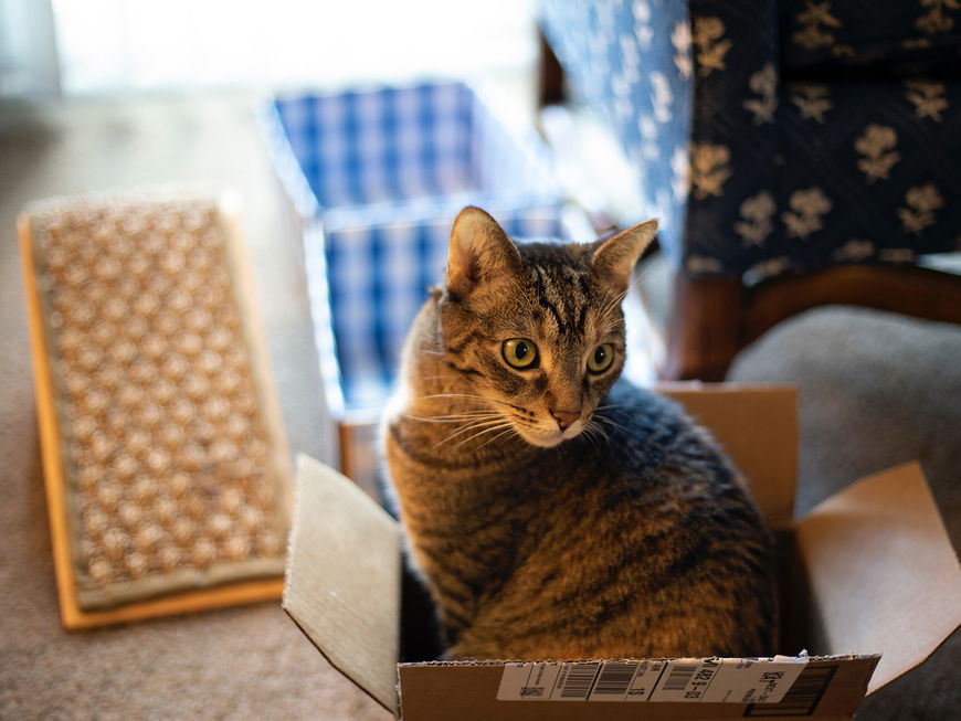 Aus DIESEN Gründen lieben Katzen Kisten und Kartons