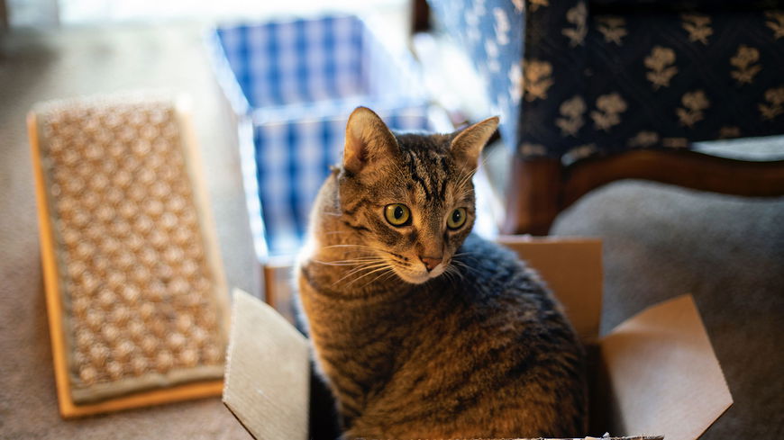 Aus DIESEN Gründen lieben Katzen Kisten und Kartons